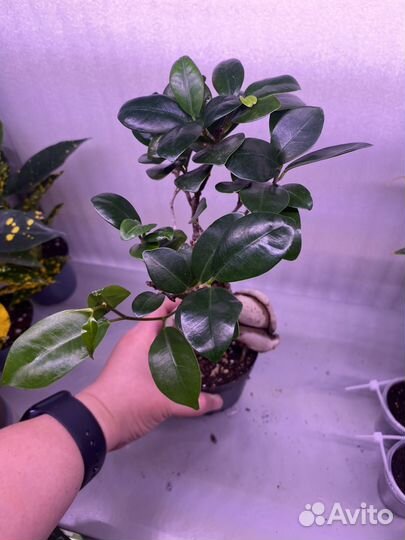 Фикус микрокарпа гинсенг