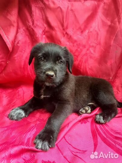 Бородач щенок Девочка в добрые руки