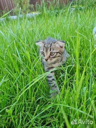 Котята в добрые руки бесплатно