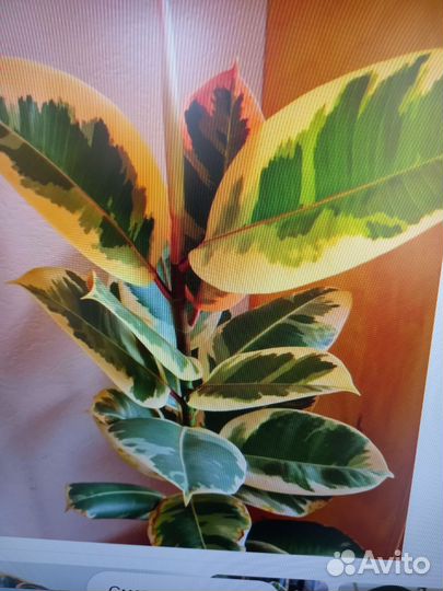 Фикус пестролистный