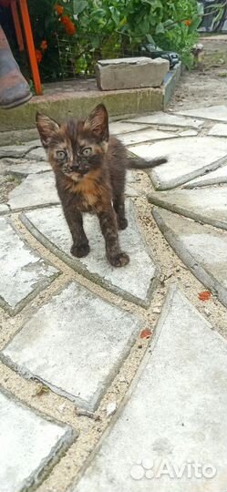 Котик бесплатно