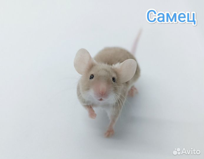 Декоративные мышки