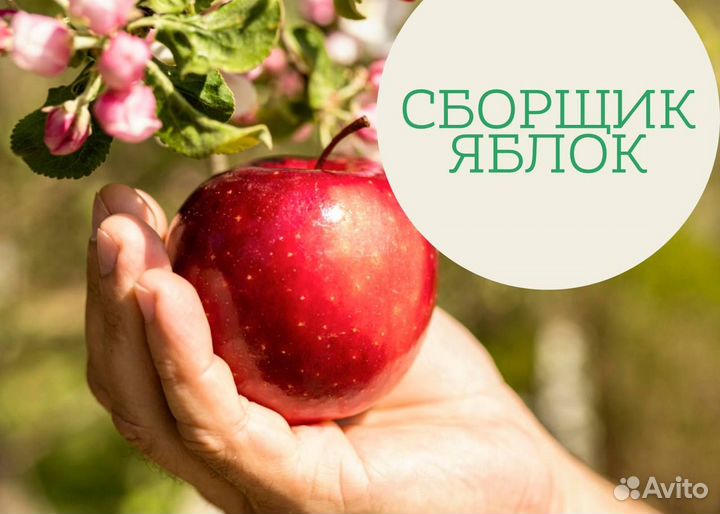 Сборщик яблок