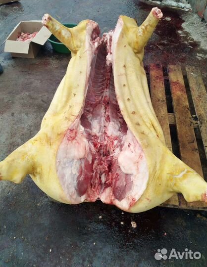 Мясо свинина