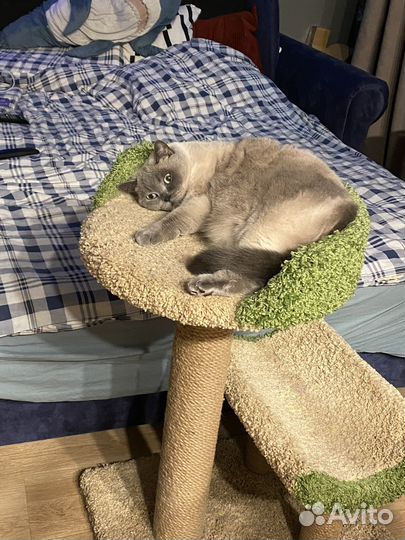 Лежанка для кошки с когтеточкой