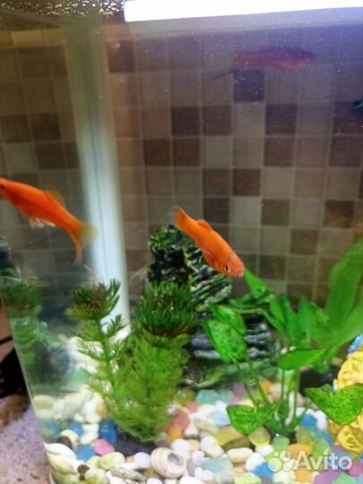 Аквариумные рыбки
