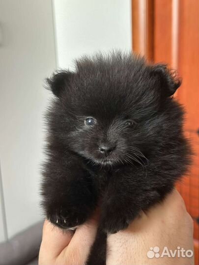 Померанский шпиц