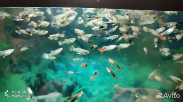 Аквариумы и аксессуары