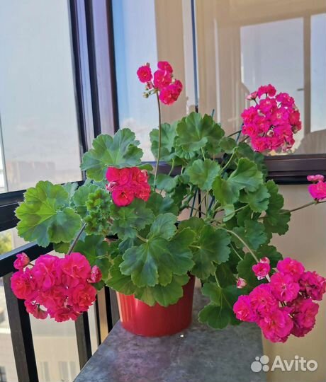 Пеларгония герань