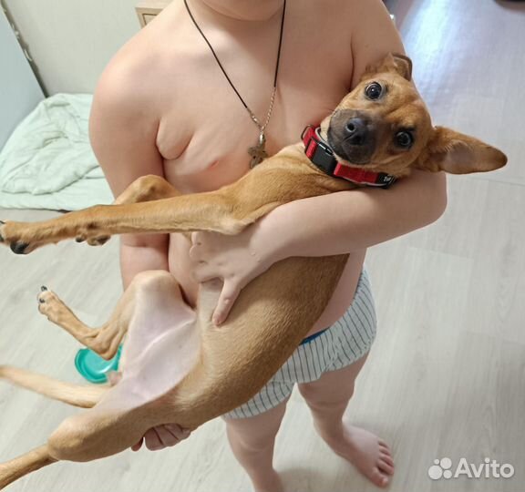 Собака щенок 6 мес