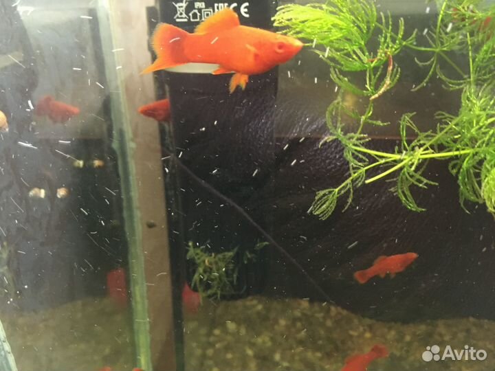 Хромисы красавцы и меченосцы рубиновые