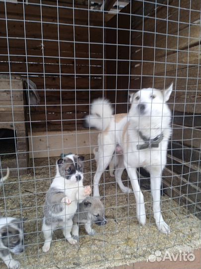 Щенки заподно-сибирской лайки