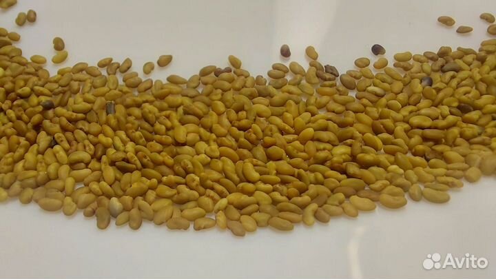 Семена люцерны