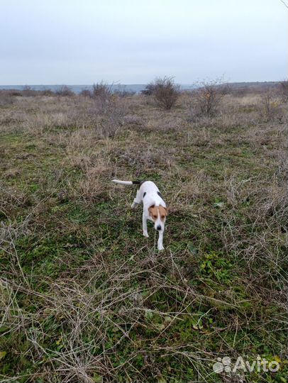 Отдам бесплатно