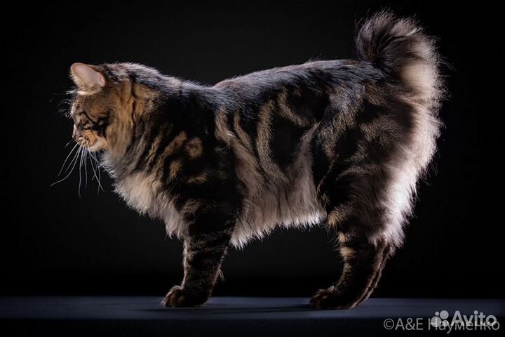 Вязка. Курильский бобтейл