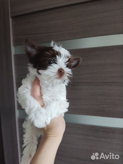 Милые Красотки Биро Бивер