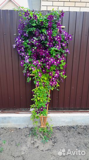 Опора для вьющихся растений