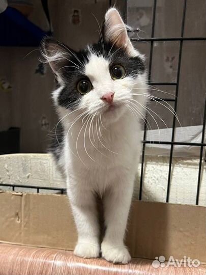 Маленькая обезьянка в добрые руки