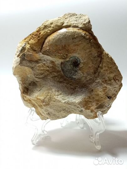 Аммонит на породе Великобритания