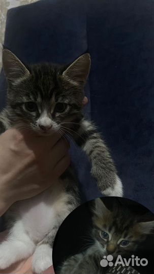 Котята в добрые руки бесплатно