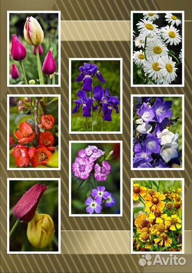 Цветы фотографии