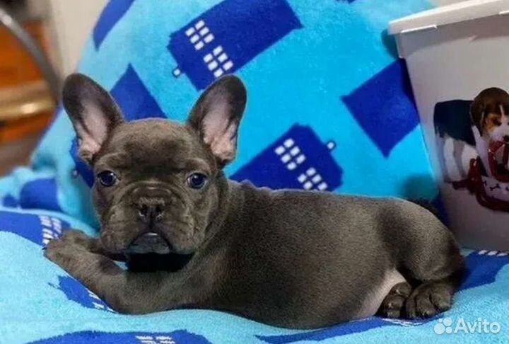 Французский бульдог