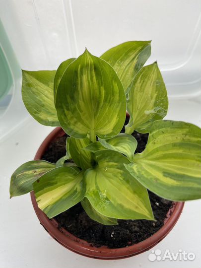 Хосты мини и обычные