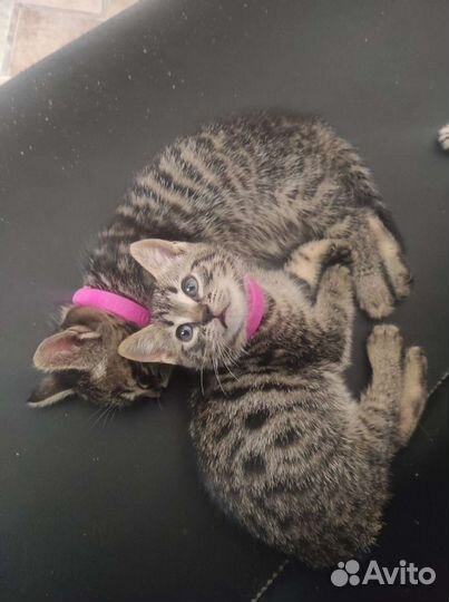 Бенгальские котята