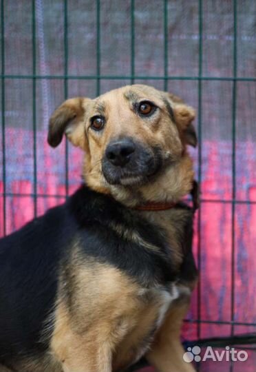 Умираю в клетке