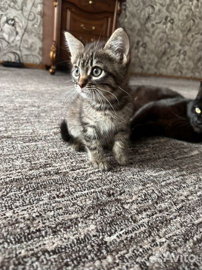 Котята