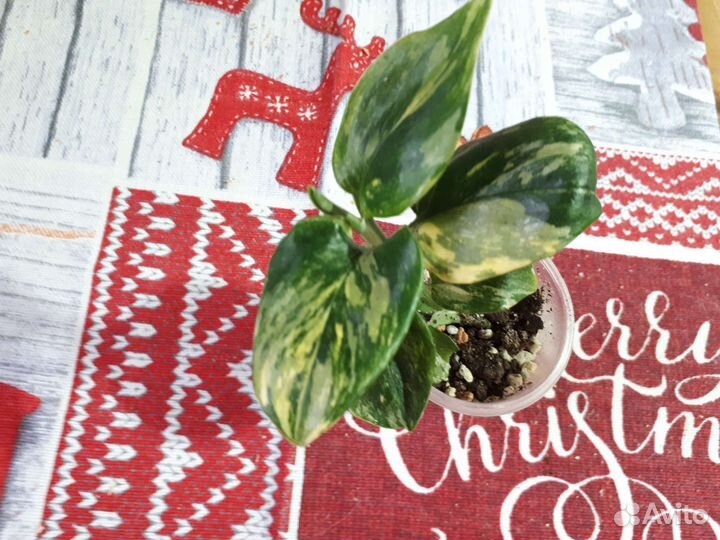 Замиокулькас чёрный, Зензи Филодендрон жёлт кобра