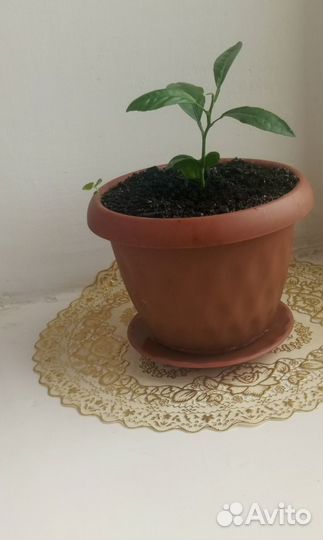 Цитрусовое растение -Свити