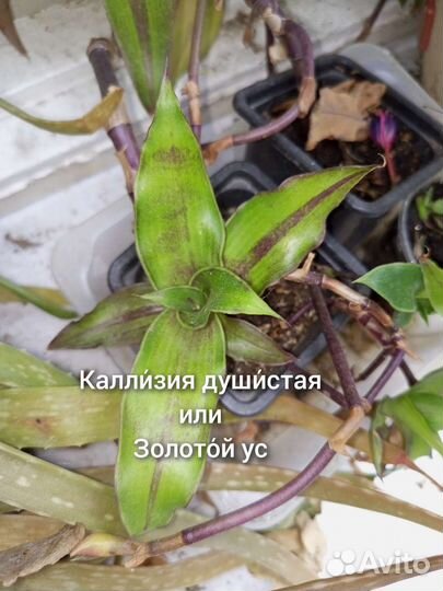 Комнатные цветы лечебные разные