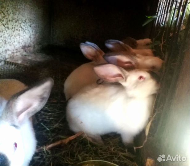 Кролики калифорнийцы