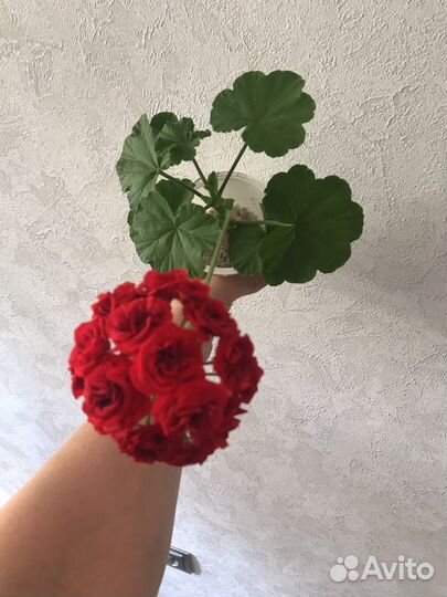 Цветущие Черенки сортовых Пеларгоний и Гераней