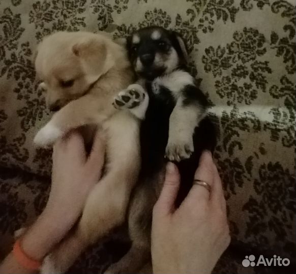 Отдам двух прекрасных щенят, девочки
