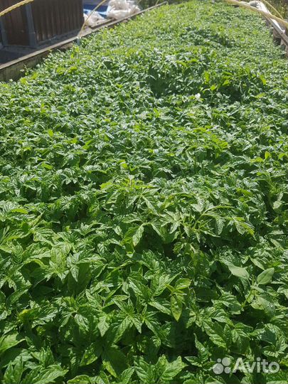 Рассада томатов, баклажанов, капусты, перца