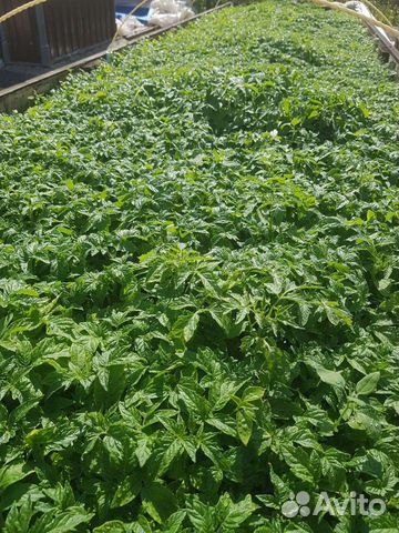 Рассада томатов, баклажанов, капусты, перца