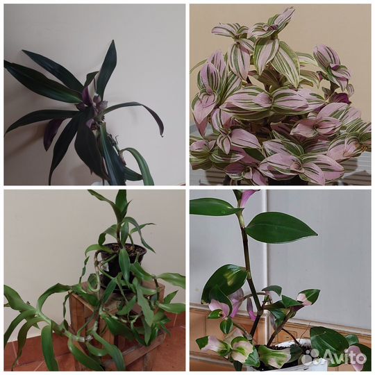 Традисканции, руэллия и др. комнатные