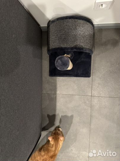 Когтеточка