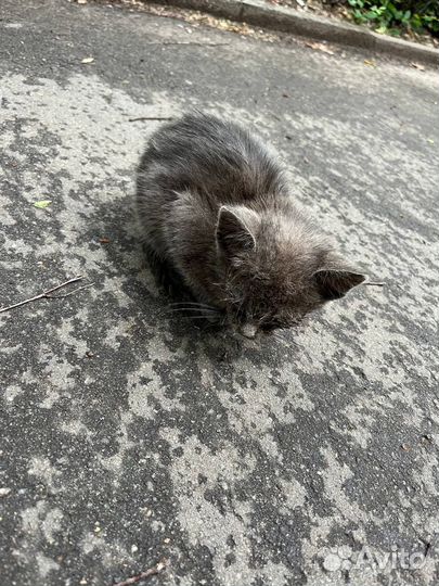 Котенок (девочка )
