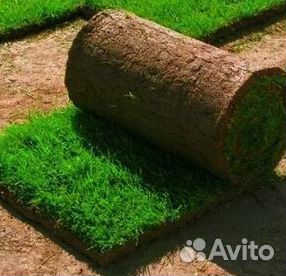 Рулонный газон