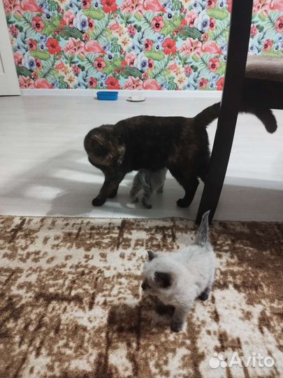 Котята в добрые руки