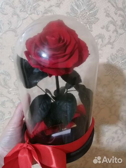 Живая роза в колбе