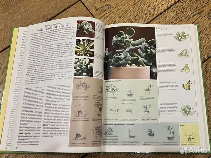 Энциклопедия о комнатных растениях