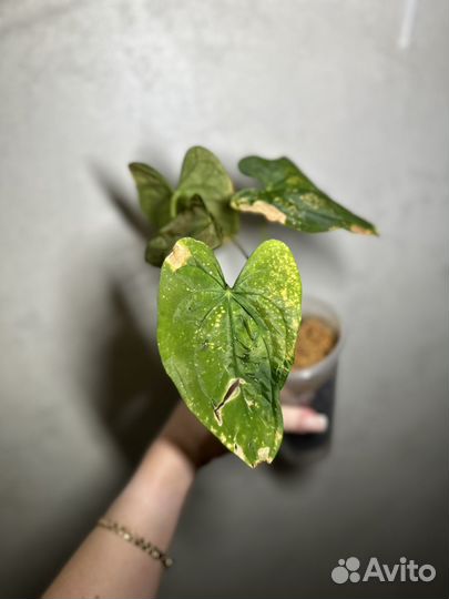 Антуриумы (гибриды)