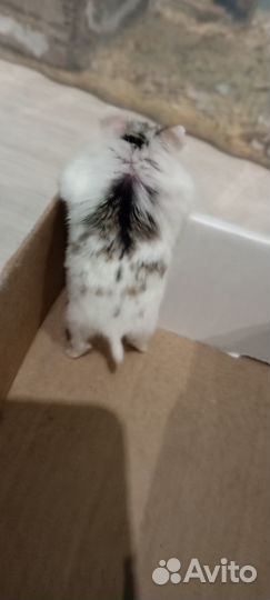 Джунгарский хомяк, мальчик и девочка