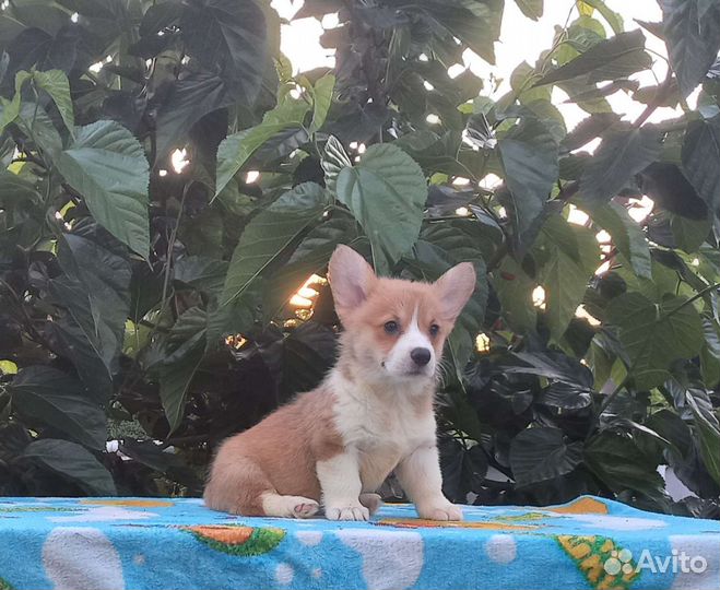 Вельш-корги пемброк