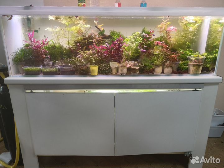 Аквариумные растения