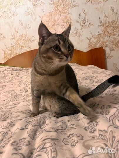 Чаузи